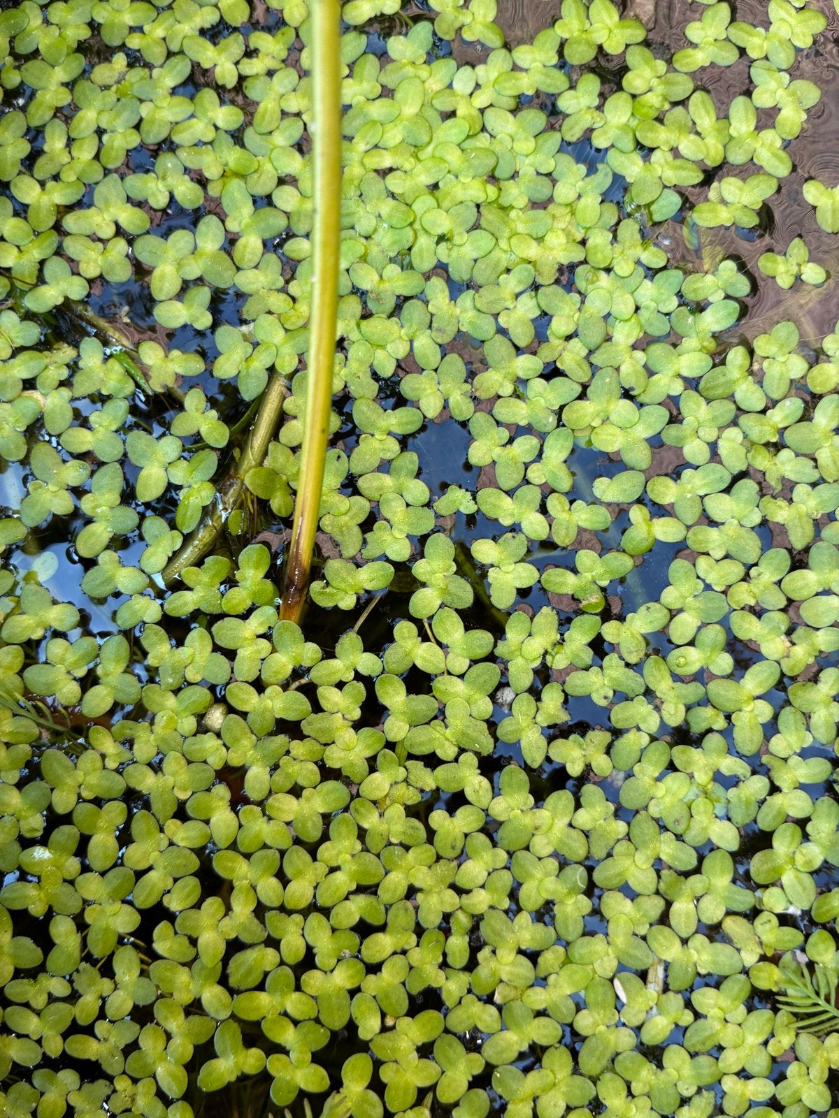 Eendenkroos (Lemna Minor) - Ideaal voor vijvers en aquaria, Ophalen, Volle zon, Vaste plant, Bloeit niet