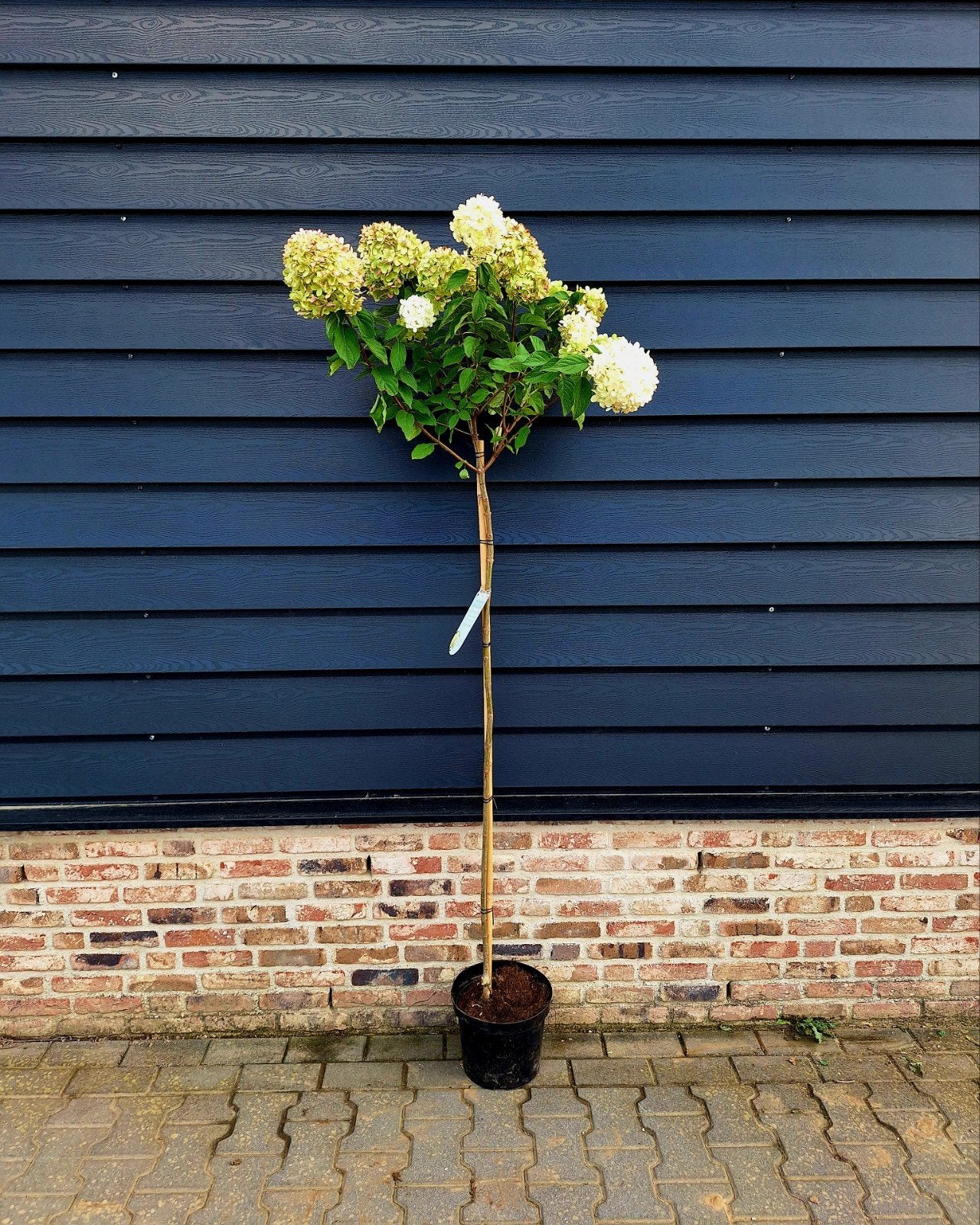 Hydrangea paniculata 'Limelight'☘️ pluimhortensia, Ophalen, Overige soorten, Halfschaduw