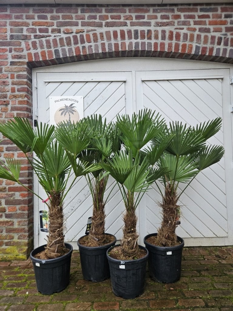 AANBIEDING: TRACHYCARPUS WAGNERIANUS ( WAGNERPALM )., Tuin en Terras, Halfschaduw, 100 tot 250 cm, Zomer, Palmboom