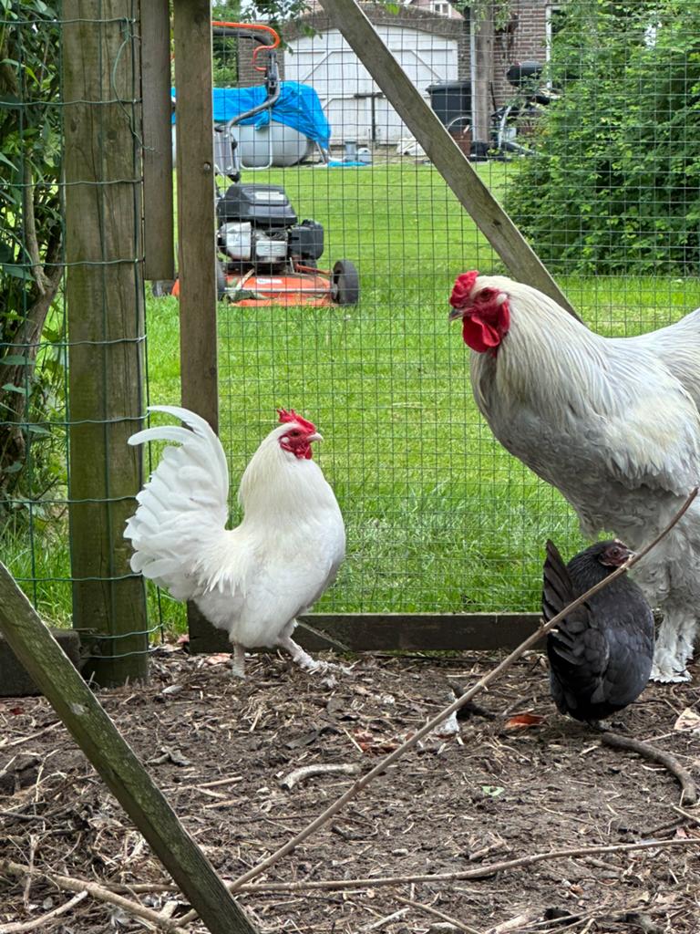 Serama kippen / haan / koppel /sierkip, Dieren en Toebehoren, Pluimvee, Meerdere dieren, Kip
