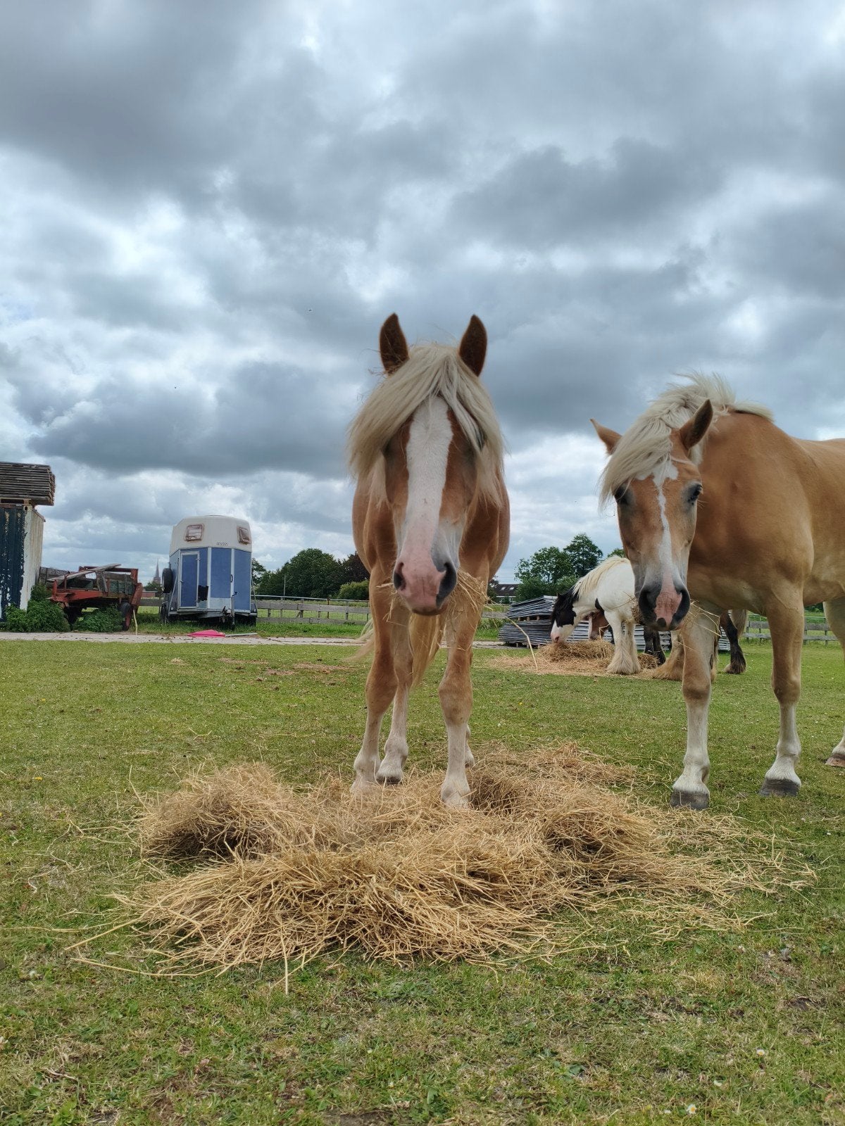 super lieve Haflinger, Dieren en Toebehoren, Pony's, Hengst, D pony (1.37m tot 1.48m), 0 tot 2 jaar, Met stamboom, Gechipt, Ontwormd