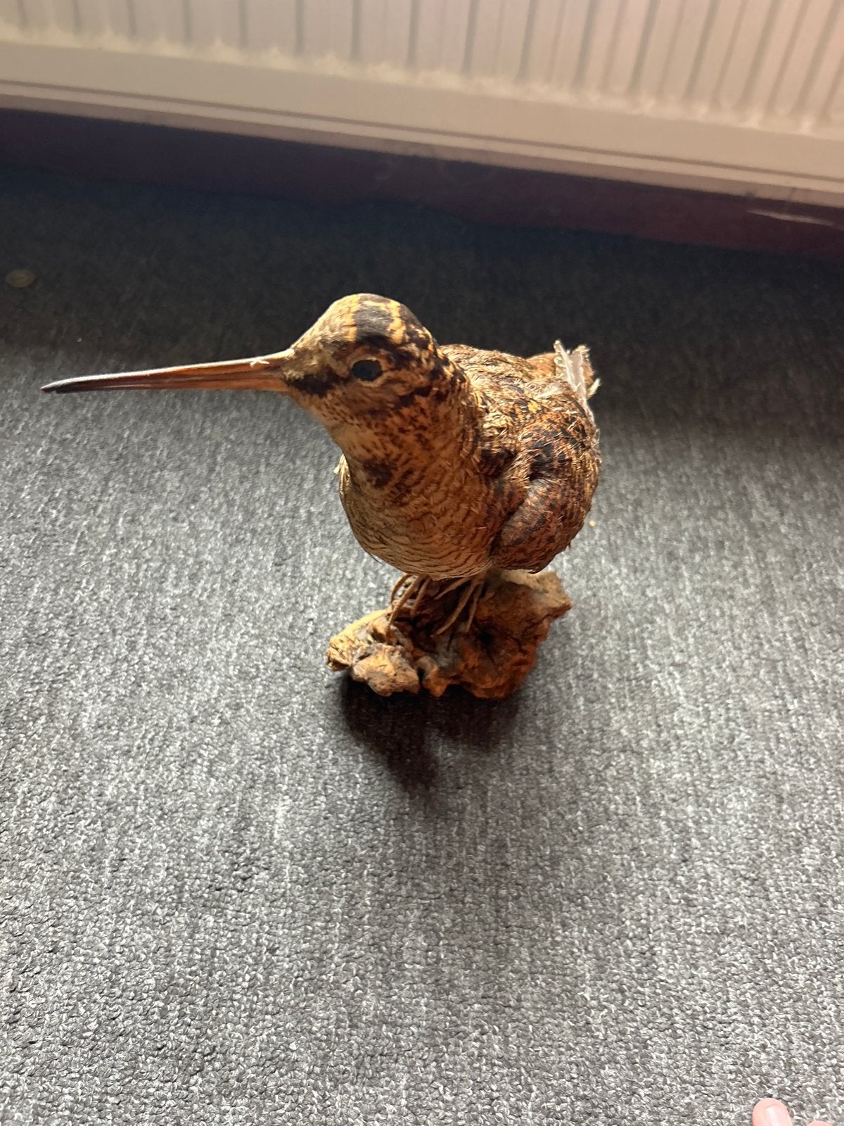 Opgezette Houtsnip - Uniek Decoratiestuk, Verzamelen, Ophalen of Verzenden, Zo goed als nieuw, Vogel, Opgezet dier