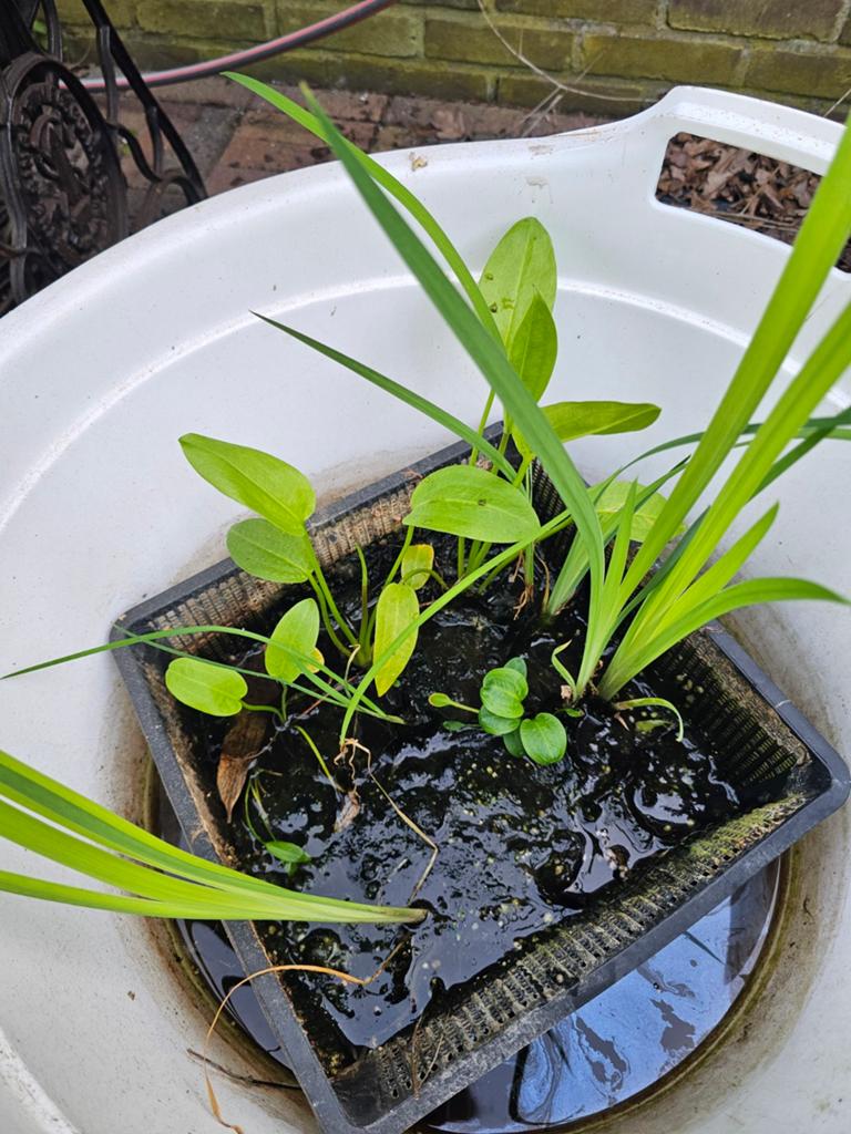 Vijverplanten mix: Waterweegbree en Gele lis, Ophalen, Volle zon, Vaste plant, Zomer