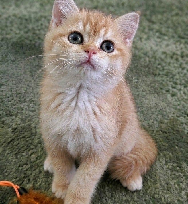☑️ Brits korthaar kittens Balck Golden Shell, Meerdere dieren, Met stamboom, 0 tot 2 jaar