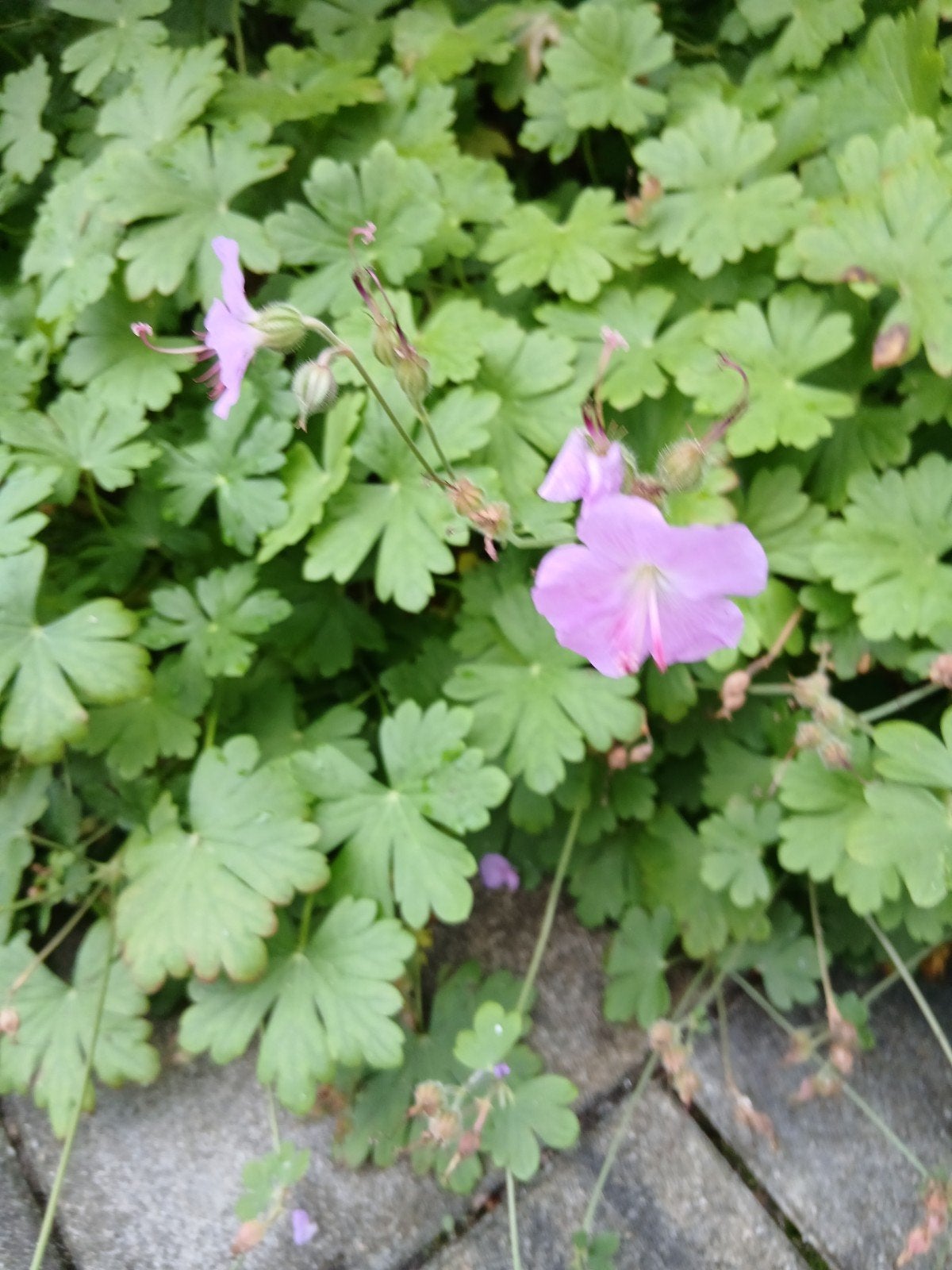 Geranium wilde geranium 5 x voor 1,-, Ophalen, Bodembedekkers, Vaste plant, Halfschaduw