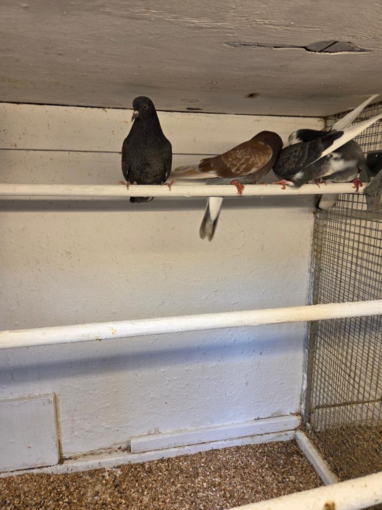 Iraanse hoogvliegers, Dieren en Toebehoren, Vogels | Duiven, Meerdere dieren, Overige soorten
