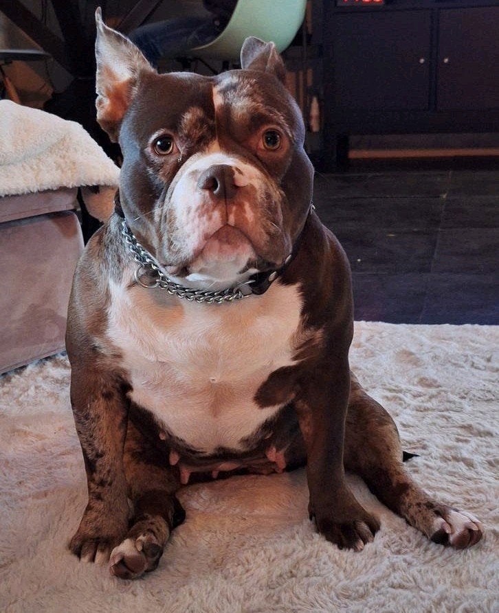 Gezocht dekreu American bully (kruising), Dieren en Toebehoren, Parvo, Teef, Eén hond, 3 tot 5 jaar