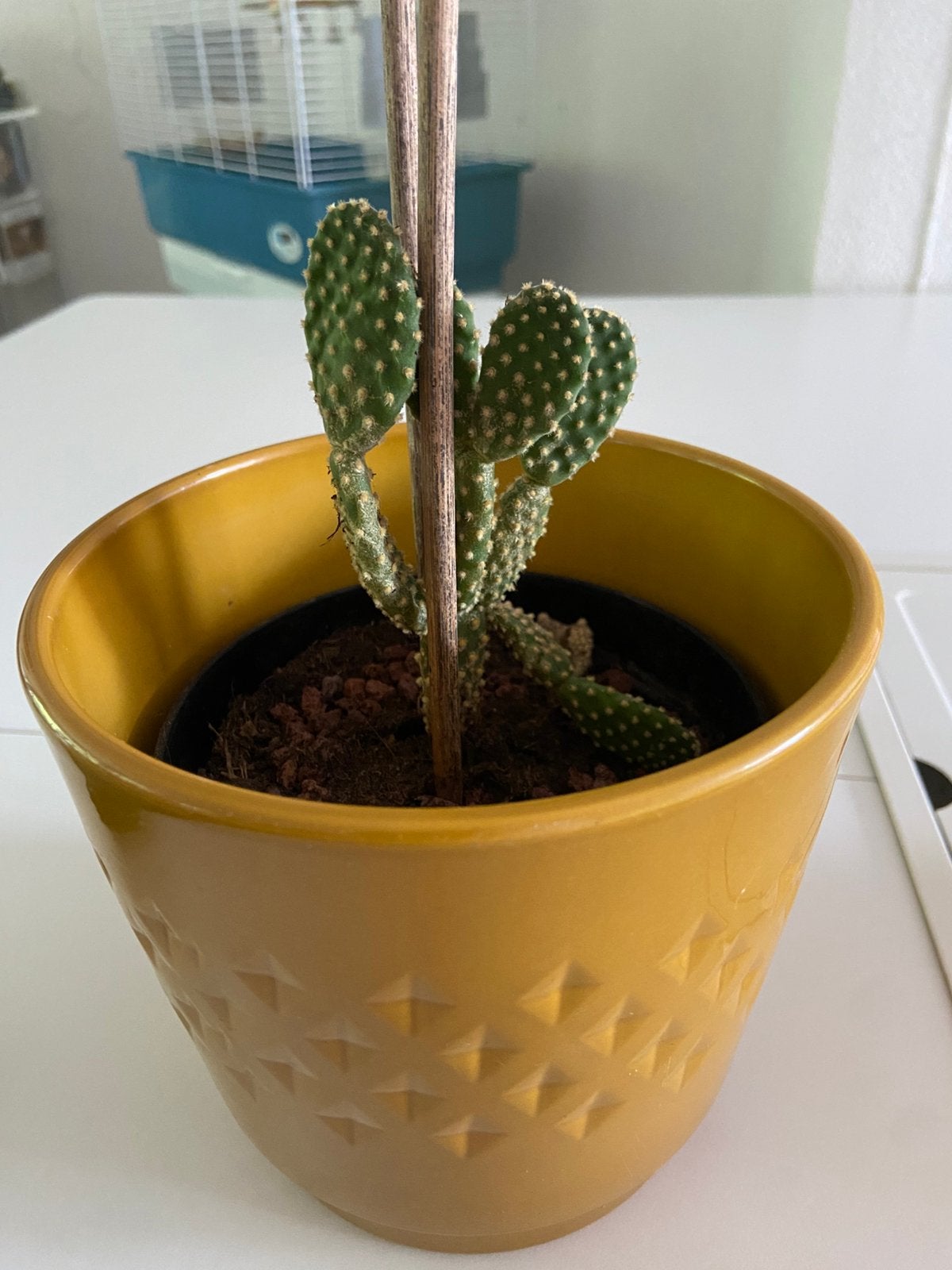 Kleine schijf cactus, Tuin en Terras, Ophalen, Rond, Zo goed als nieuw, Aardewerk