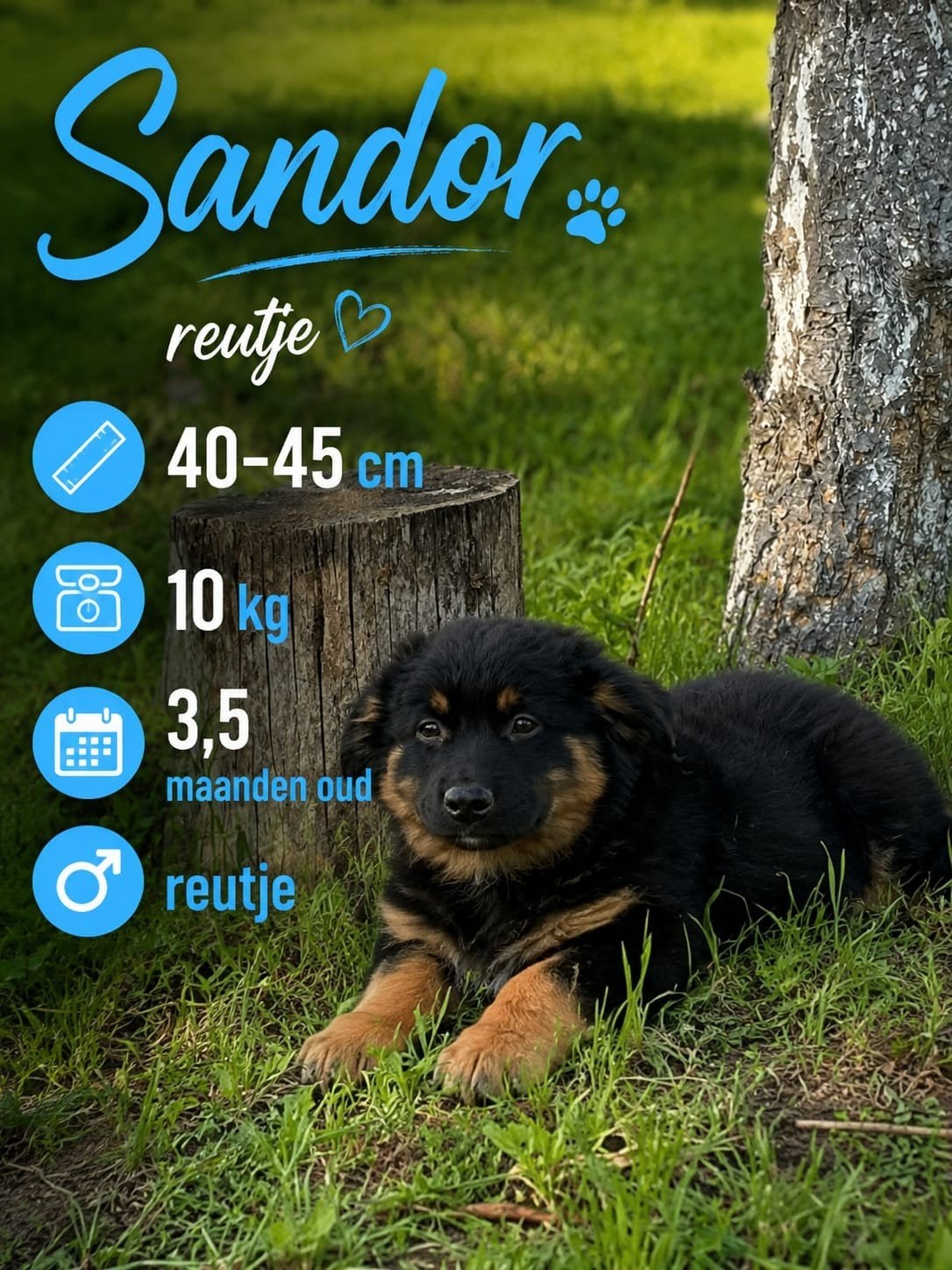 SARA & SANDOR ZOEKEN HUN FOREVER HOME 

Soms is, Dieren en Toebehoren, Honden | Niet-rashonden, Particulier, 15 weken tot 1 jaar