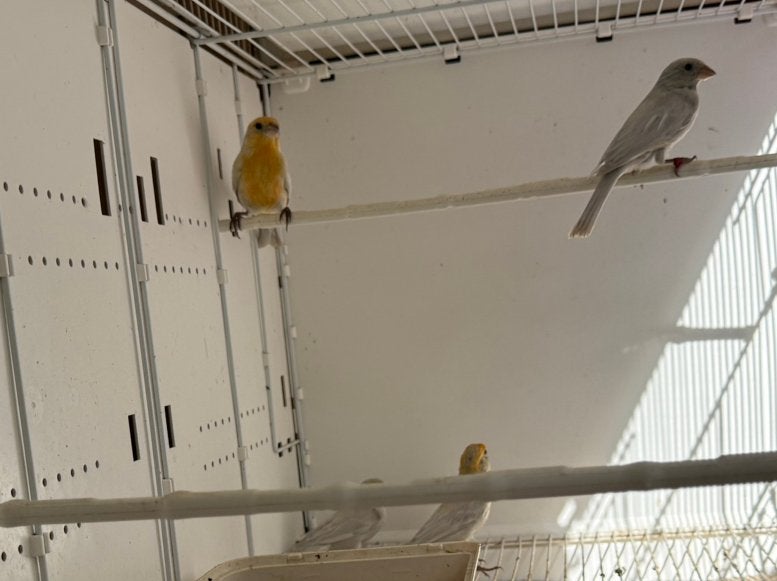 Mexicaanse roodmus opaal, Dieren en Toebehoren, Meerdere dieren