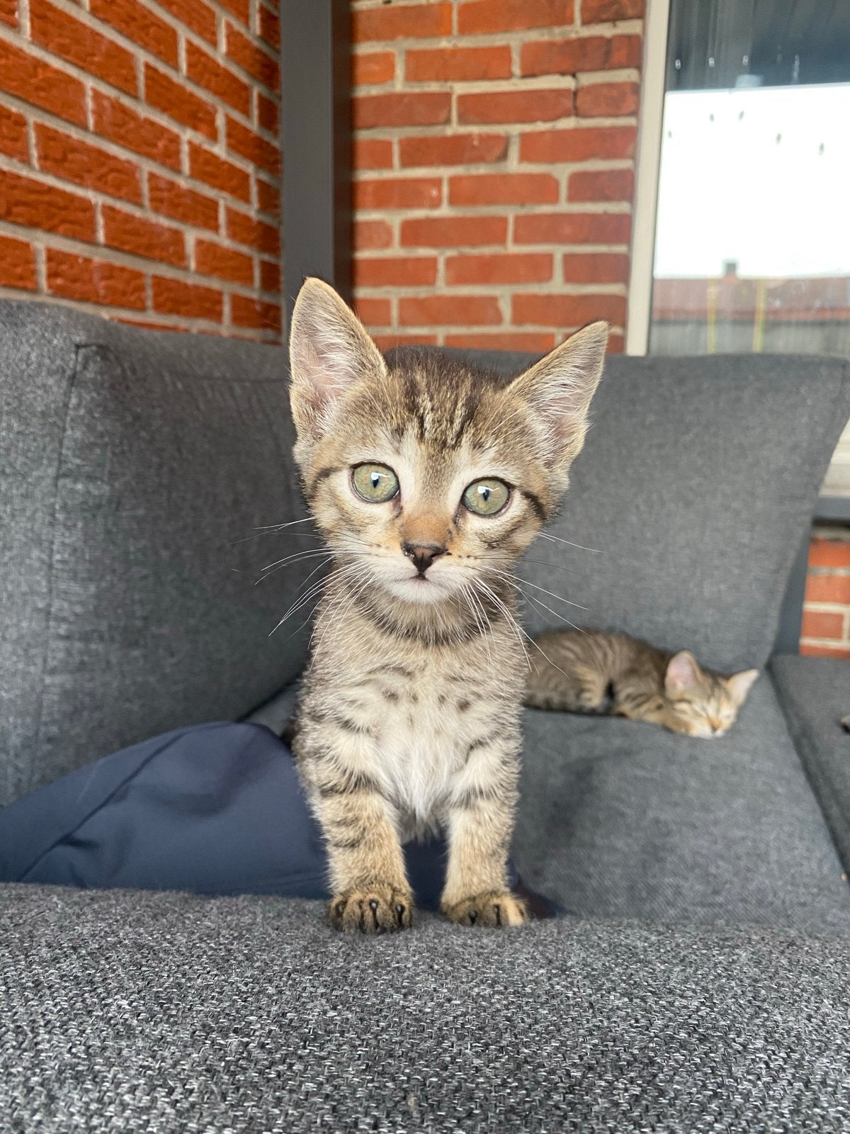 Lieve kittens zoeken een nieuw huisje, Dieren en Toebehoren, Meerdere dieren, Kortharig, 0 tot 2 jaar