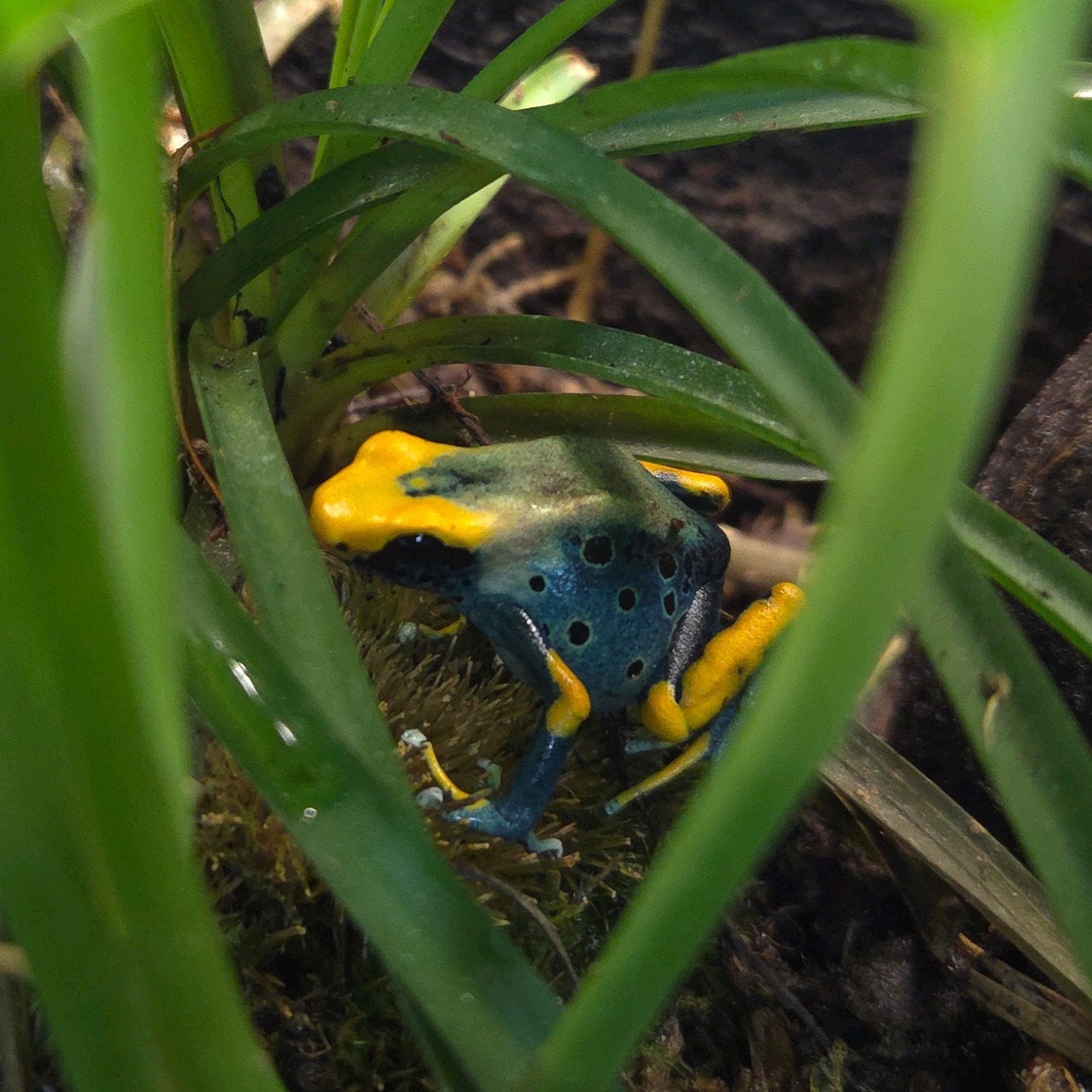 Gifkikkers Tumucumaque Frog photo 3