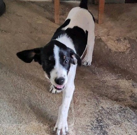 🐾❤️ **Fietje, mix beagle/pointer, zoekt haar eigen thuis!**, Dieren en Toebehoren, Honden | Niet-rashonden, Particulier, 8 tot 15 weken