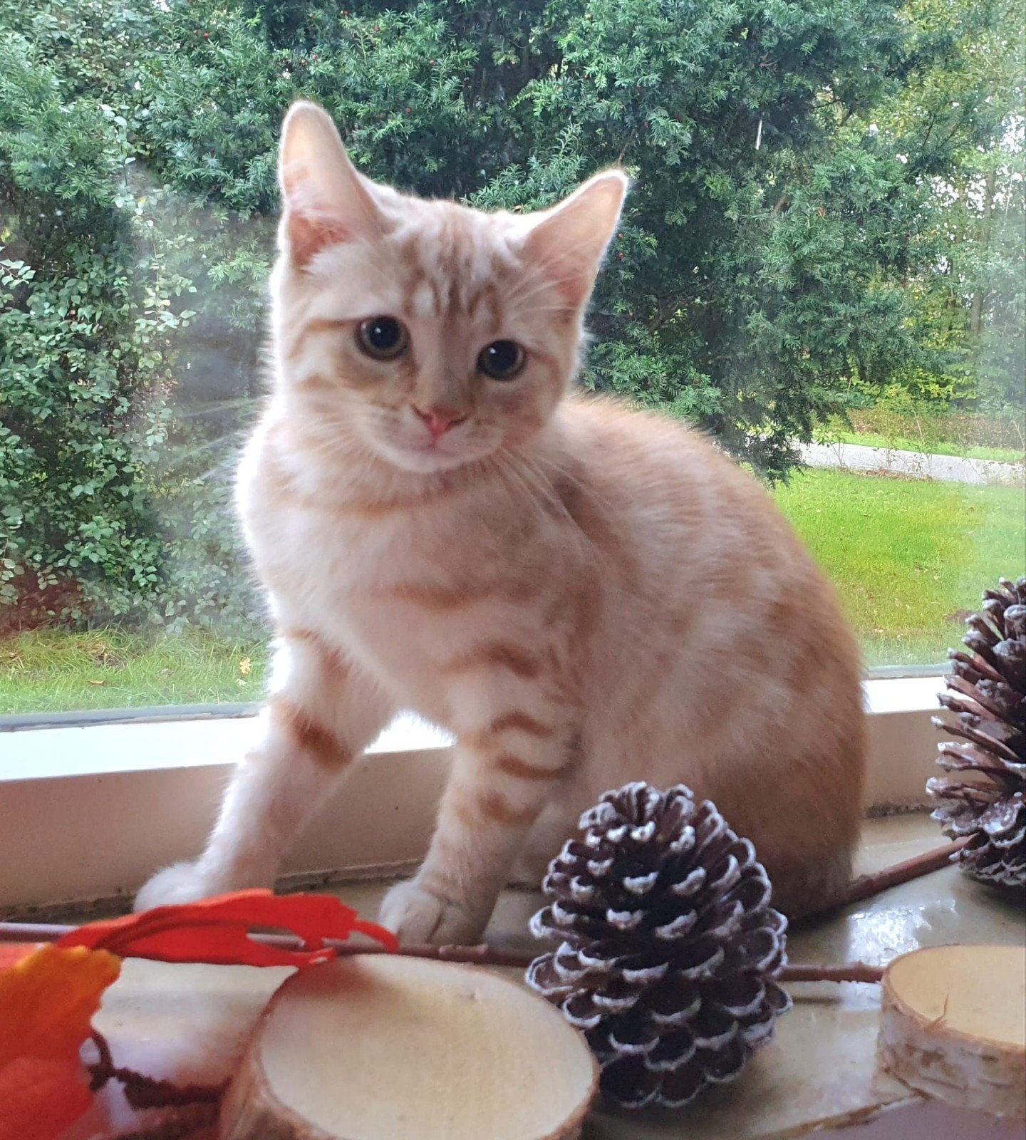 supermooie Brits korthaar kittens, Kater, Ontwormd