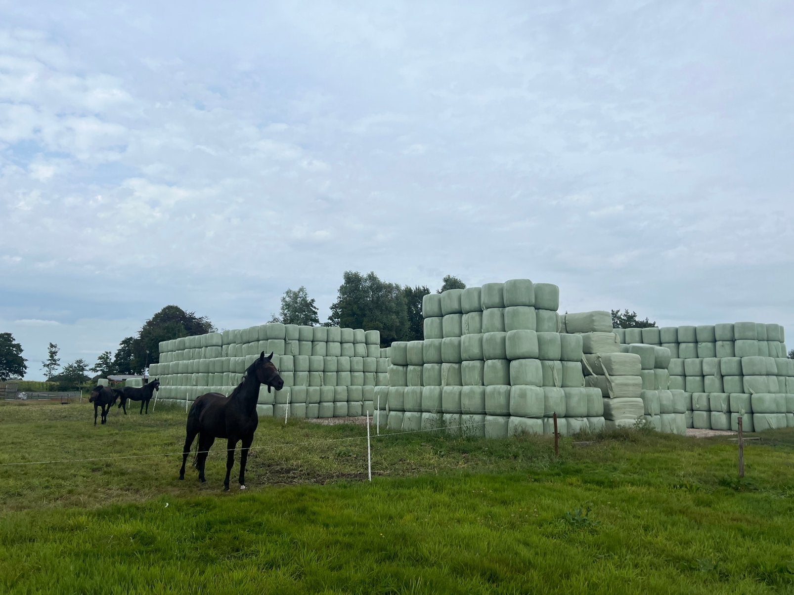 Voordrooghooi, hooi, midibalen, laag suiker, paardenhooi, Ophalen of Verzenden