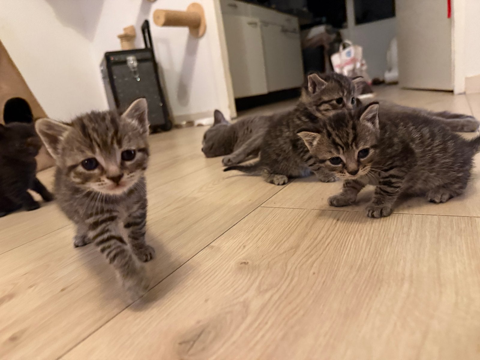 Kittens Britse korthaar, Dieren en Toebehoren, Katten en Kittens | Overige Katten, Meerdere dieren, Kortharig, 0 tot 2 jaar