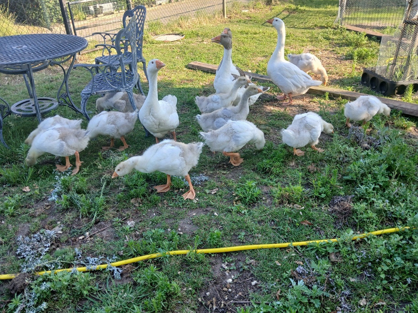 jonge ganzen, Geslacht onbekend, Gans of Zwaan
