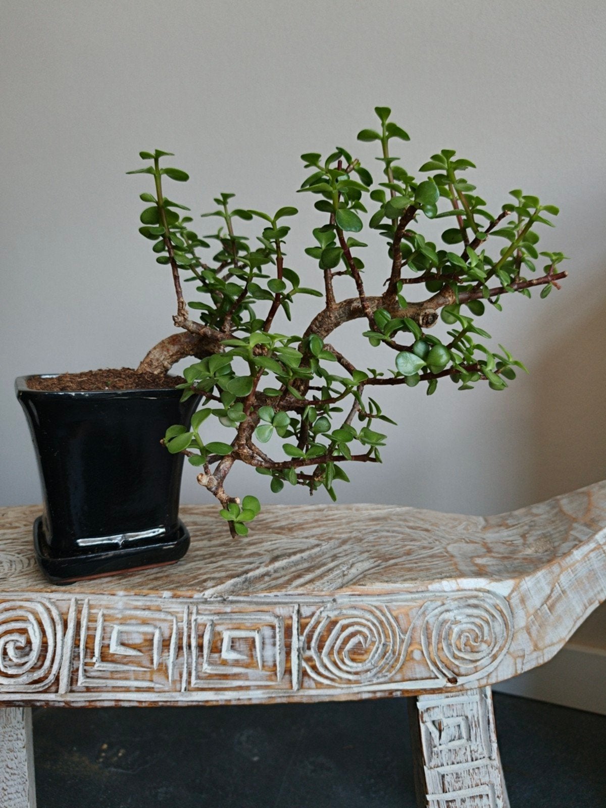 Portulacaria Afra bonsai, Bloeit niet, Halfschaduw, Minder dan 100 cm, Overige soorten