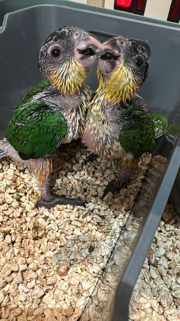 Te reserveren tamme zwartkop caiques, Meerdere dieren, Papegaai, Pratend