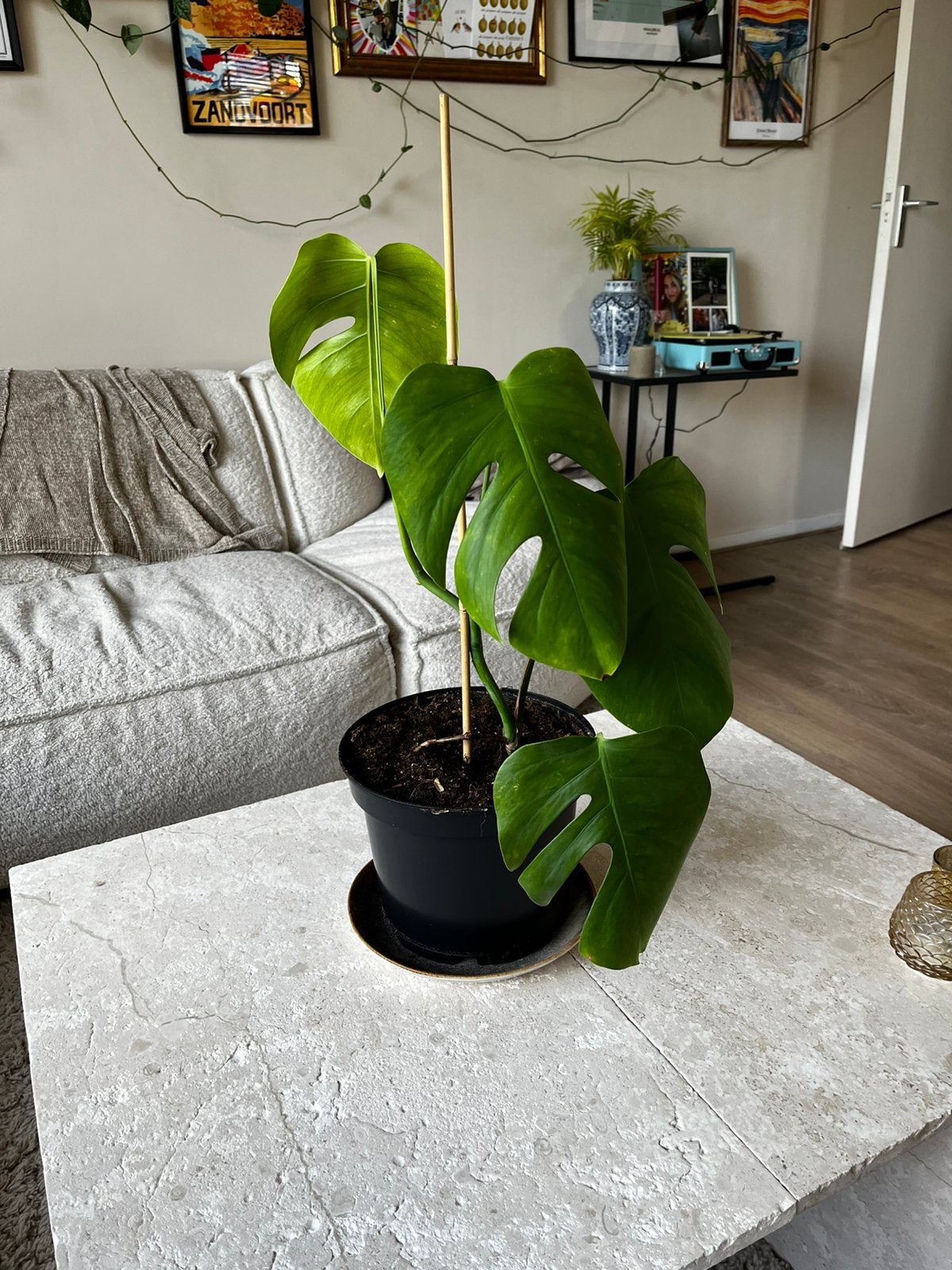 monstera deliciosa plant, Groene kamerplant, Ophalen, Halfschaduw, Minder dan 100 cm