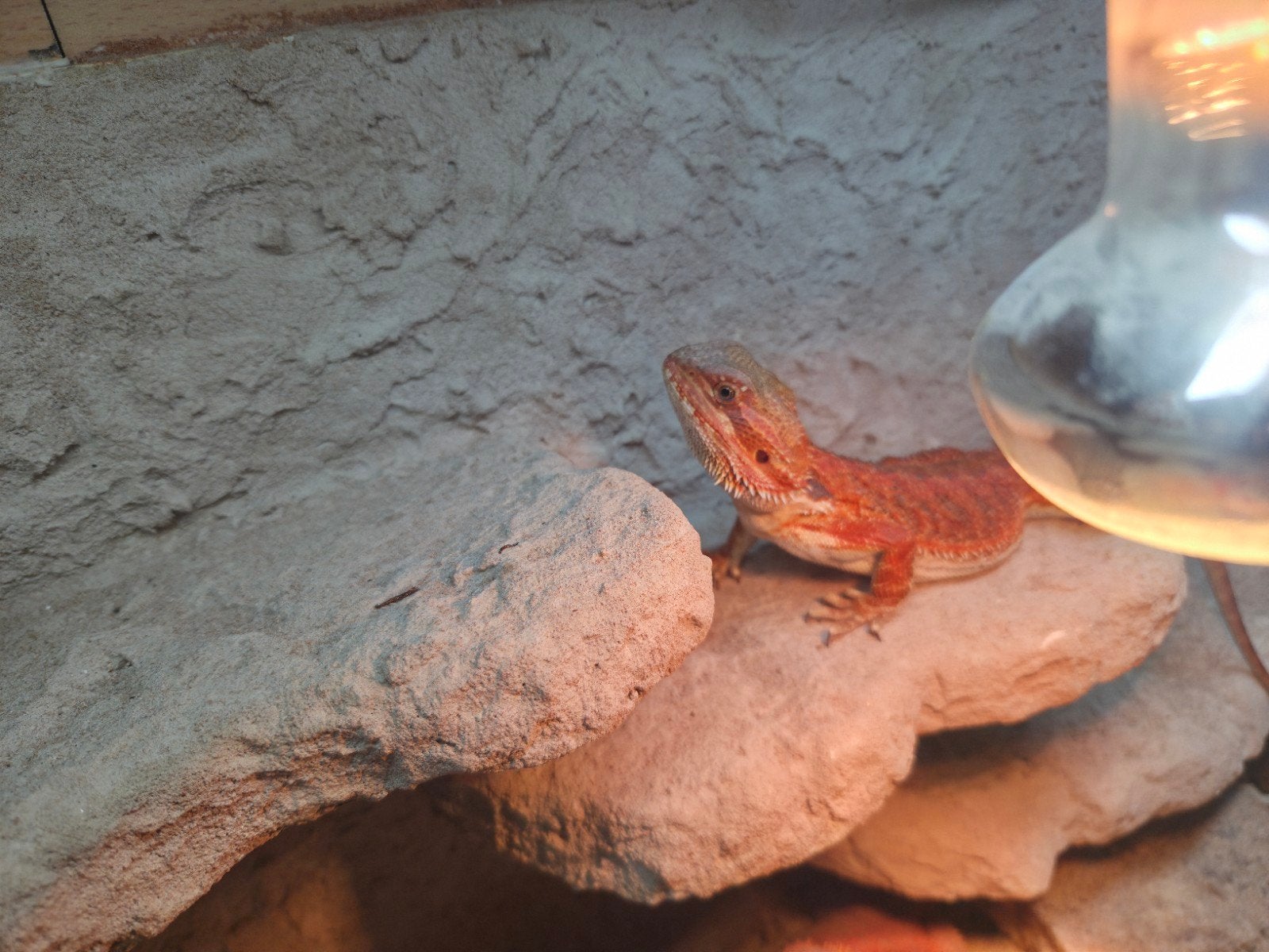 mooie spanishred tiger baardagaam vrouwtje aangeboden Bearded Dragon photo 3