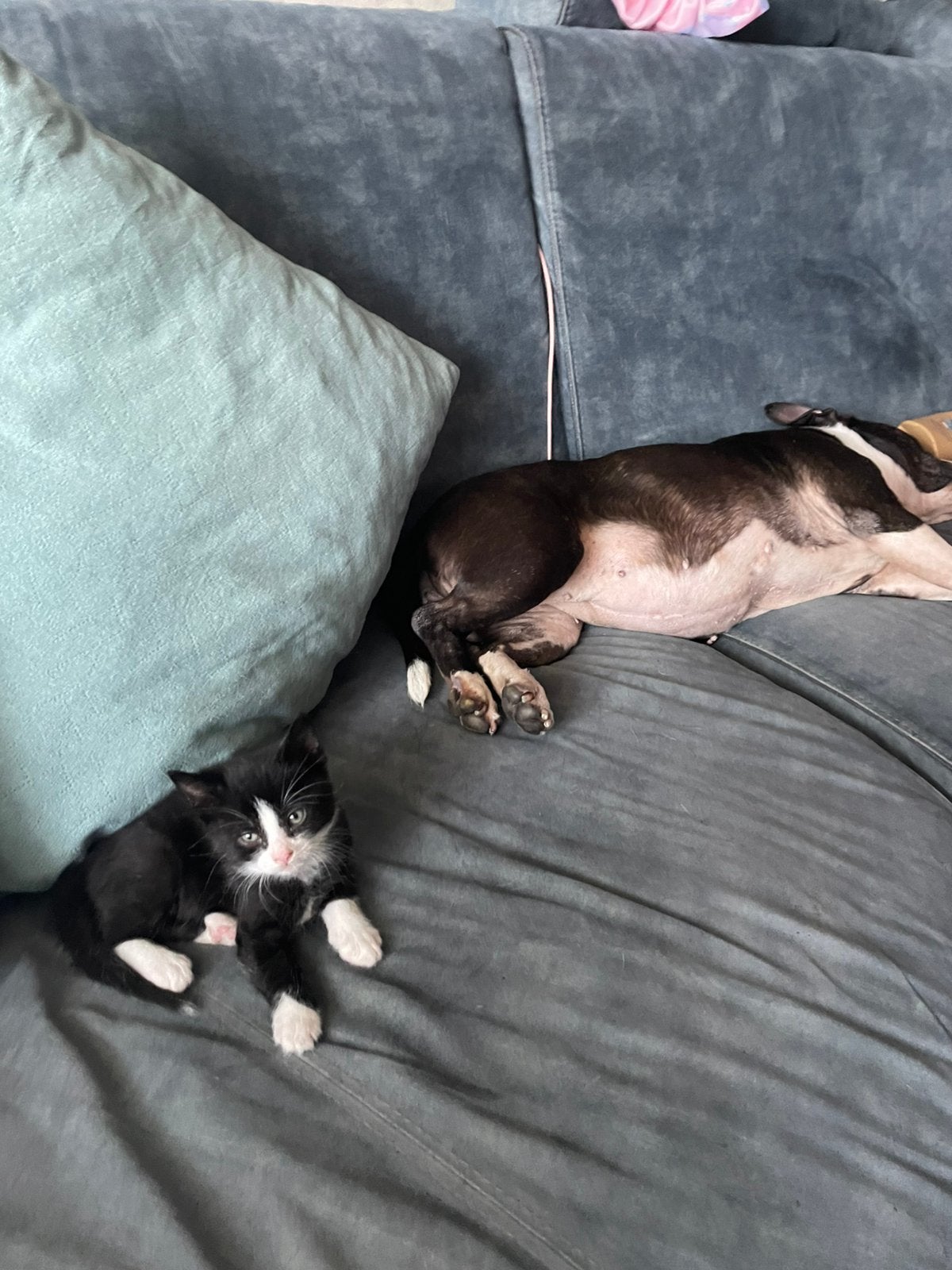 Kittens, Meerdere dieren, 0 tot 2 jaar