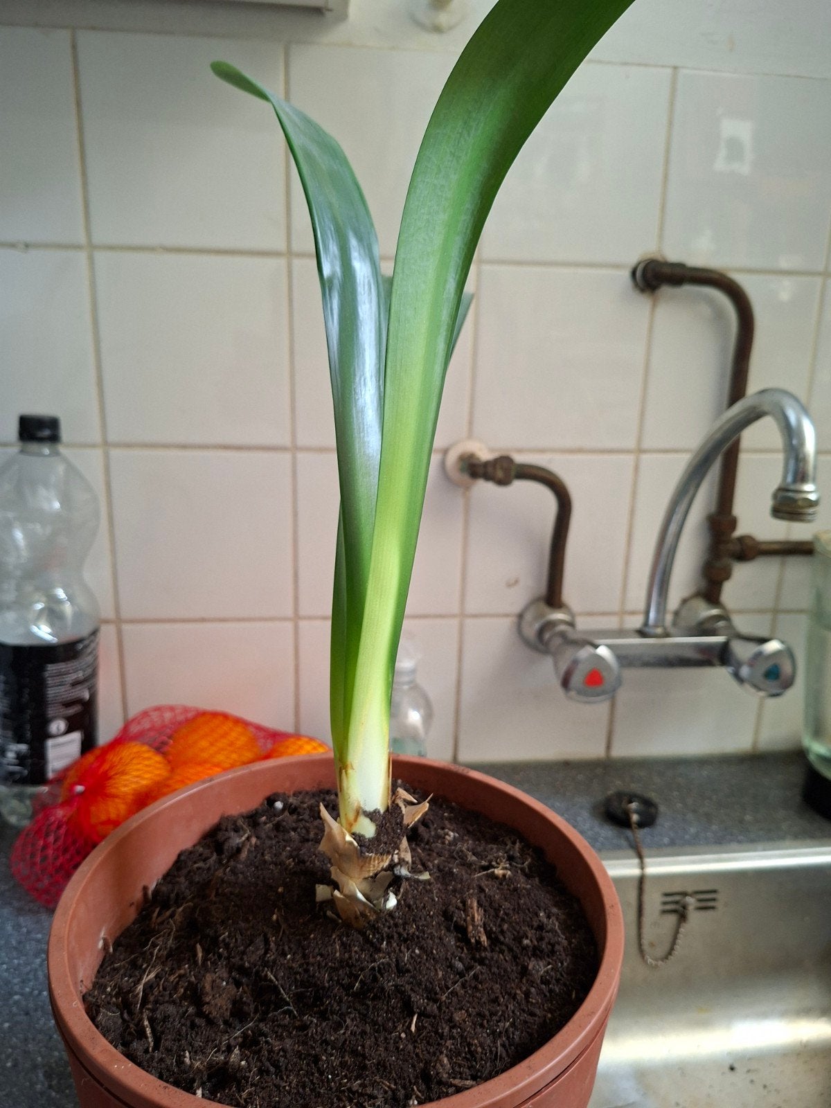 clivia, Vaste plant, Halfschaduw, Winter, Ophalen