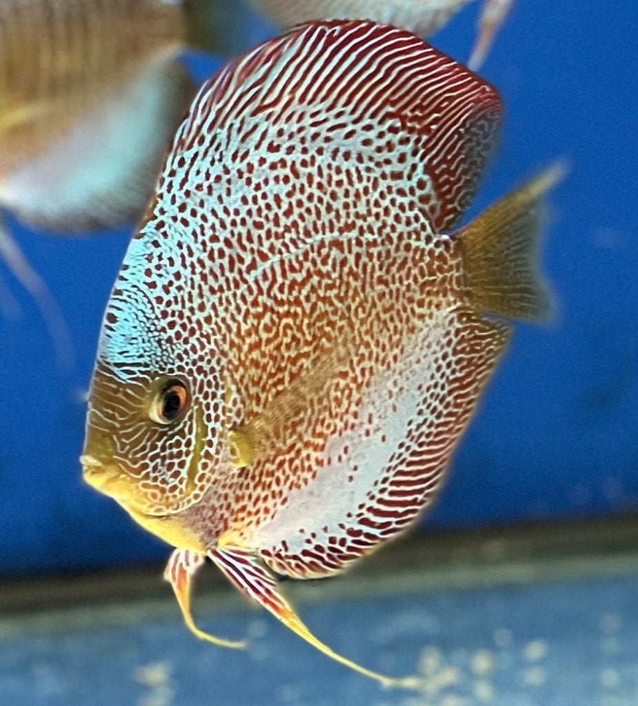 Discusvis,discusvissen, Vis, Zoetwatervis, Schoolvis