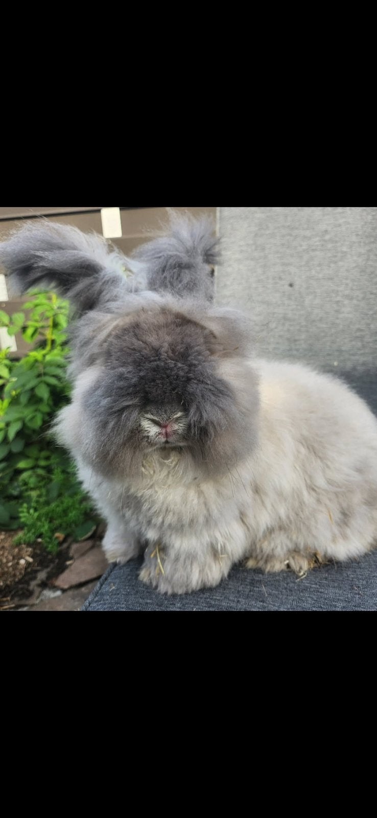 Engelse Angora Ram, Mannelijk, Dwerg
