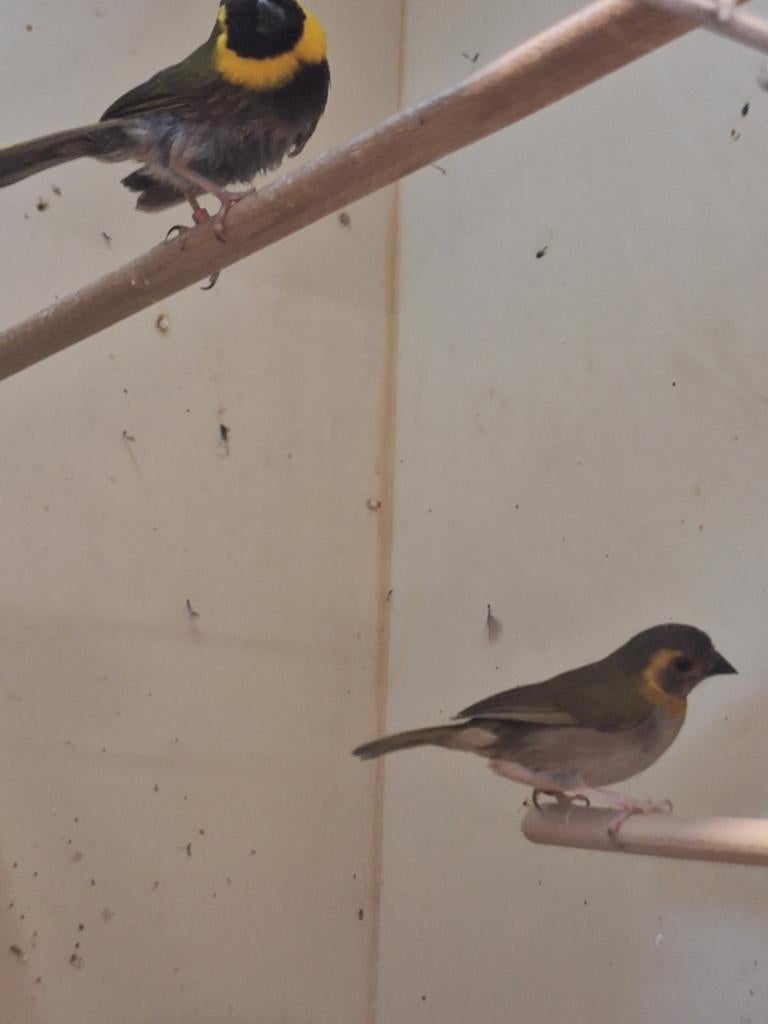 Koppel cubavinken, Dieren en Toebehoren, Meerdere dieren