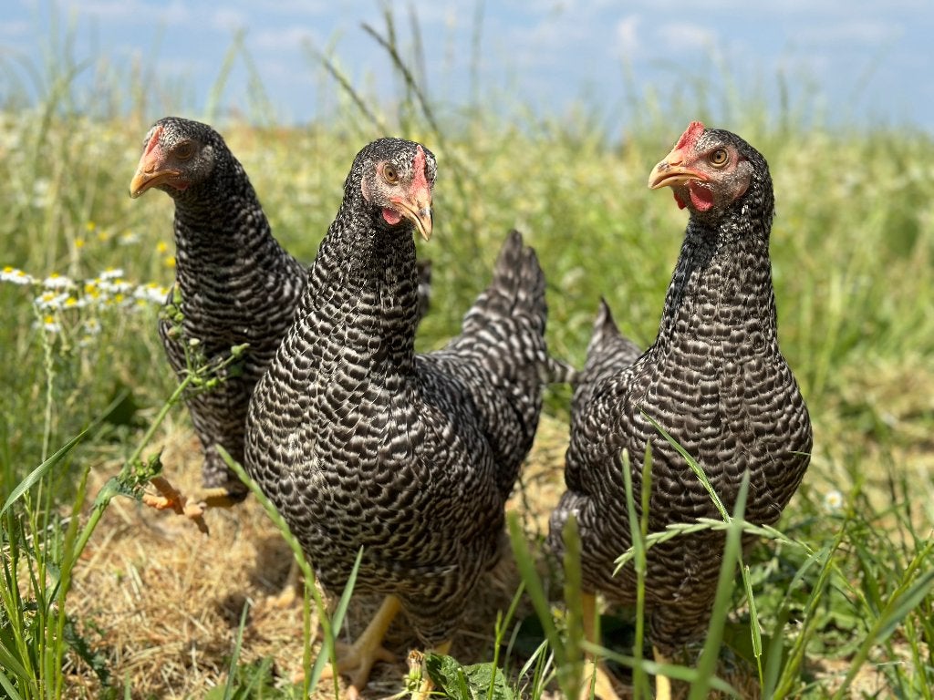Jonge tamme Hollandse koekoek gesekst en ingeënt, Dieren en Toebehoren, Pluimvee, Vrouwelijk, Kip