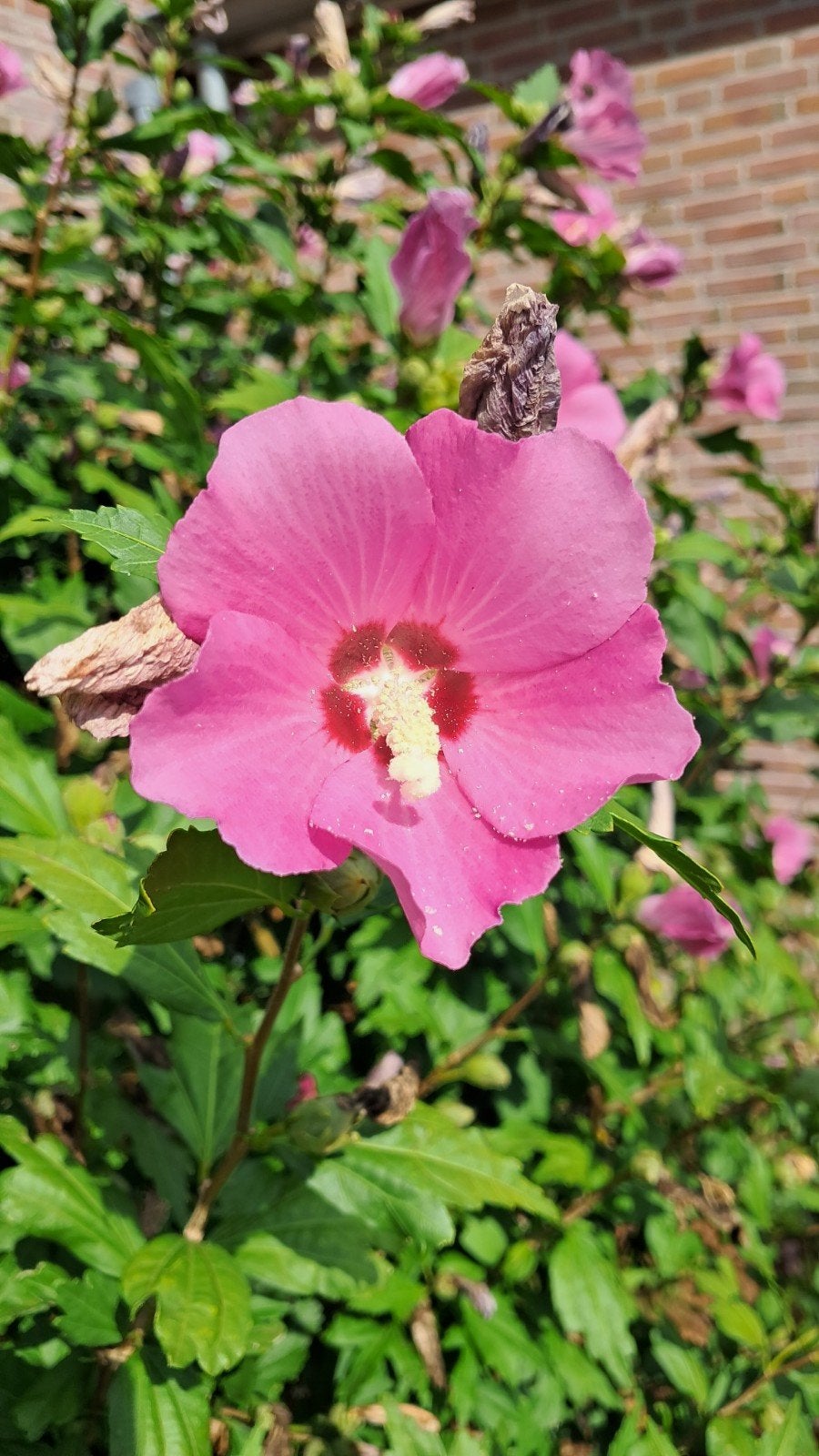 Zaailingen van Hibiscus, Volle zon, Vaste plant, Zomer, Ophalen