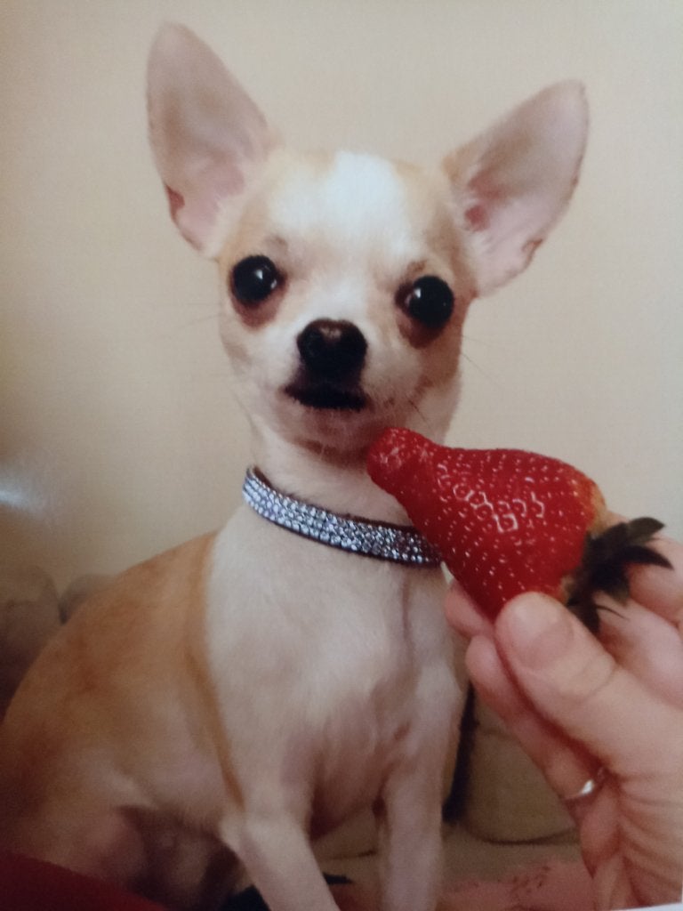 TE KOOP GEZOCHT! MINI CHIHUAHUA, Dieren en Toebehoren, België, Particulier, 8 tot 15 weken, Geslacht onbekend