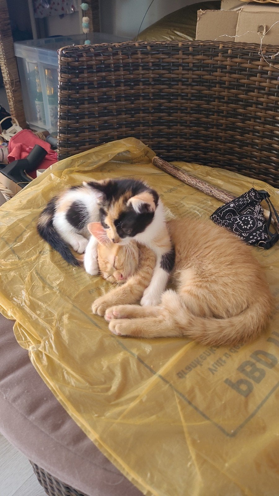 Kittens - LAATSTE - meteen ophalen !!!