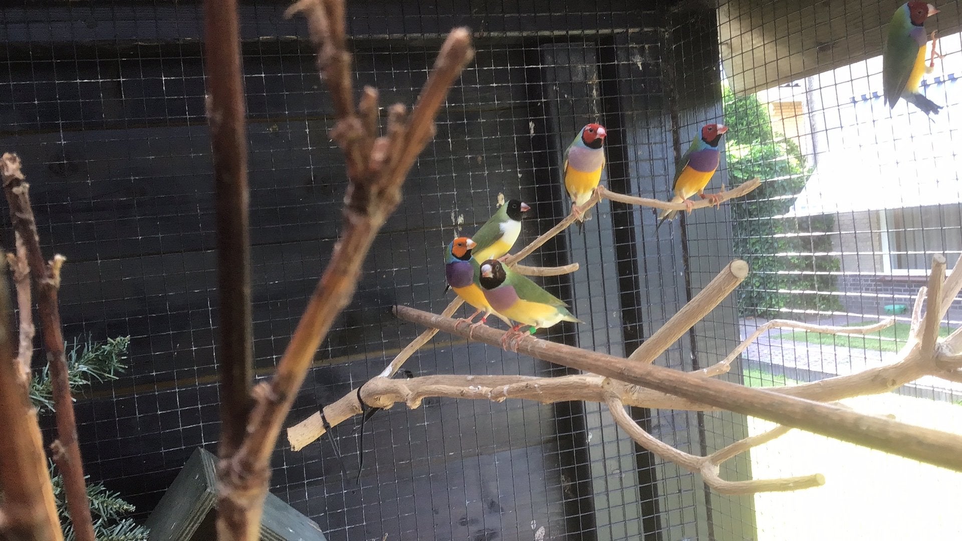 Gouldamadine, goulds amadine, prachtvinken, Dieren en Toebehoren, Meerdere dieren, Tropenvogel