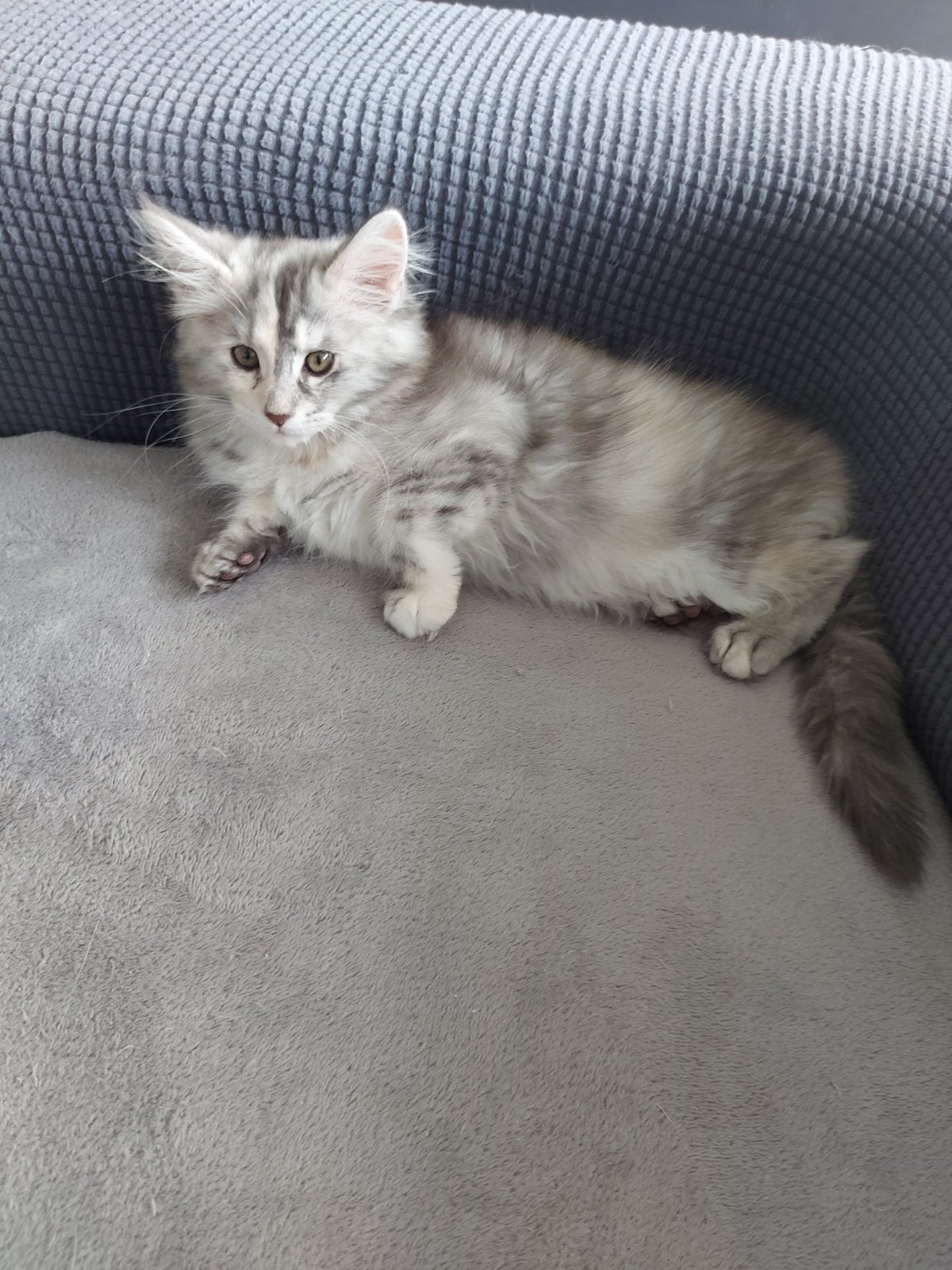 Laatste maine coon poesje Beschikbaar, Dieren en Toebehoren, Poes