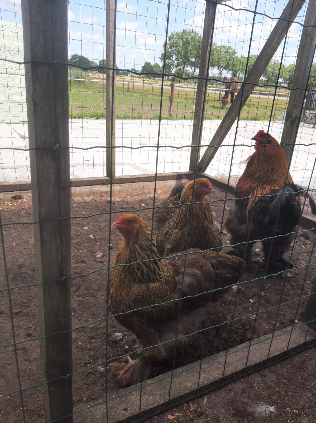 Brahma meerzomig patrijs hennen en haan, Dieren en Toebehoren, Pluimvee, Meerdere dieren, Kip