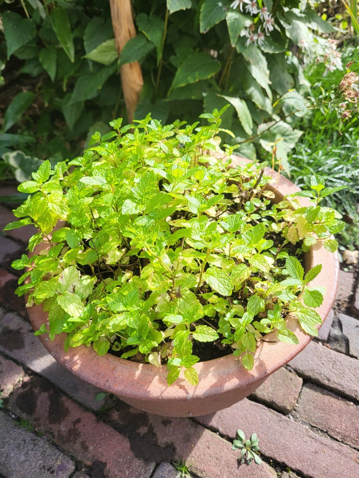 Biologische Muntplant - Winterhard - 21cm diameter, Tuin en Terras, Ophalen, Vaste plant, Kruiden, Volle zon