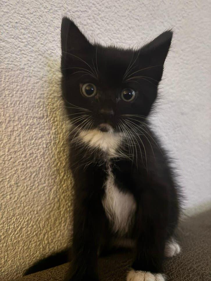 6 lieve kittens zoeken een nieuw thuis, Dieren en Toebehoren, Katten en Kittens | Overige Katten, Meerdere dieren, Kortharig, 0 tot 2 jaar
