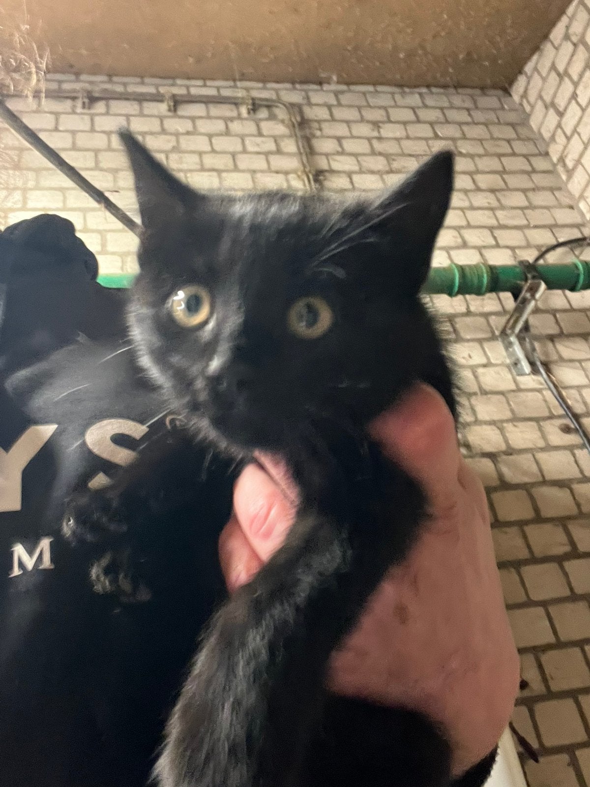 3 mooie kittens - uniek helemaal zwarte kitten, Dieren en Toebehoren, Meerdere dieren