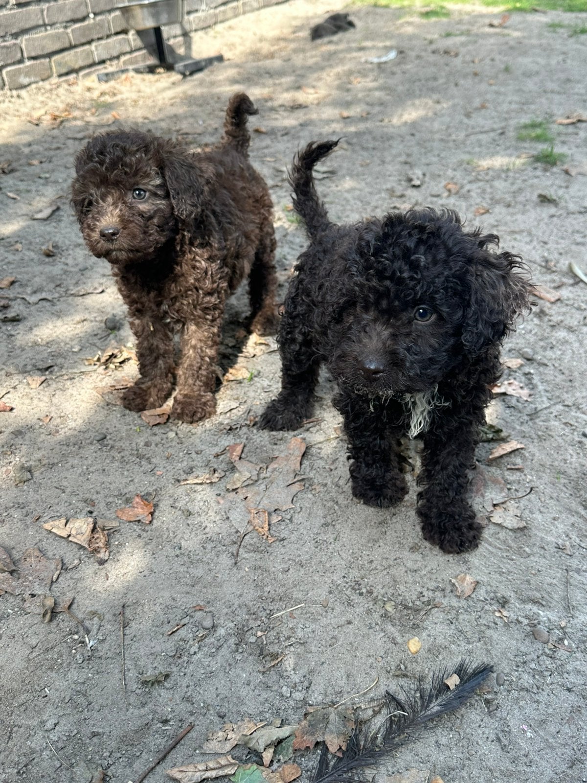 Poedel X boomer pups te koop., Overige rassen, 8 tot 15 weken, Meerdere, Meerdere dieren