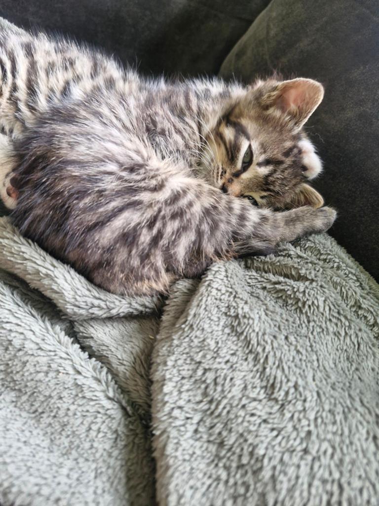Lieve speelse en aanhankelijke kittens tijger zwart wit, Dieren en Toebehoren, Meerdere dieren