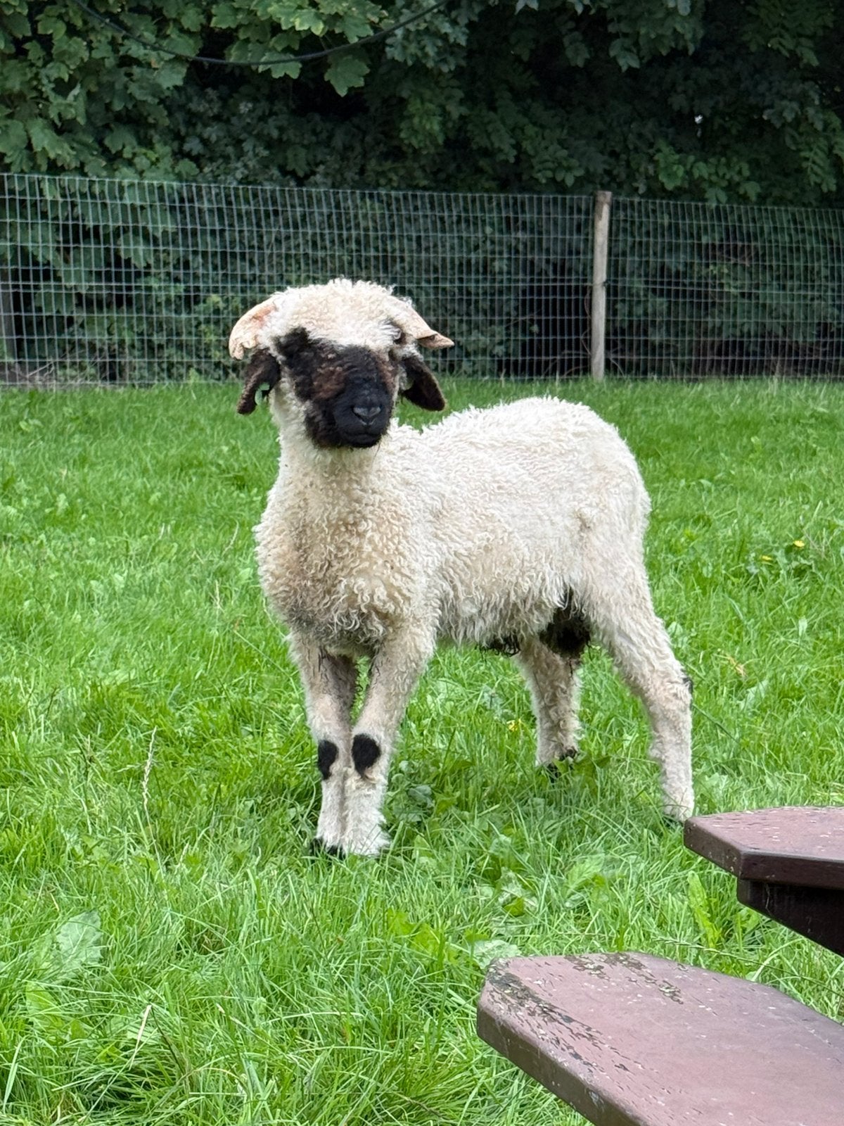 walliser schwarznase rammen, Mannelijk, Schaap, 0 tot 2 jaar