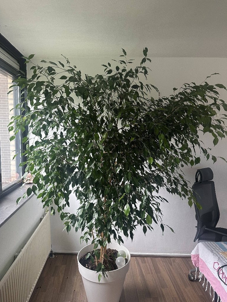 houseplanten Stunning large weeping fig (Ficus benjamina), Huis en Inrichting, Ophalen, Ficus, 200 cm of meer, Halfschaduw