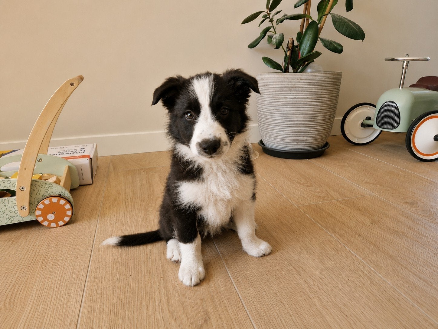 Border collie pups, Parvo, 8 tot 15 weken, Collie, Meerdere