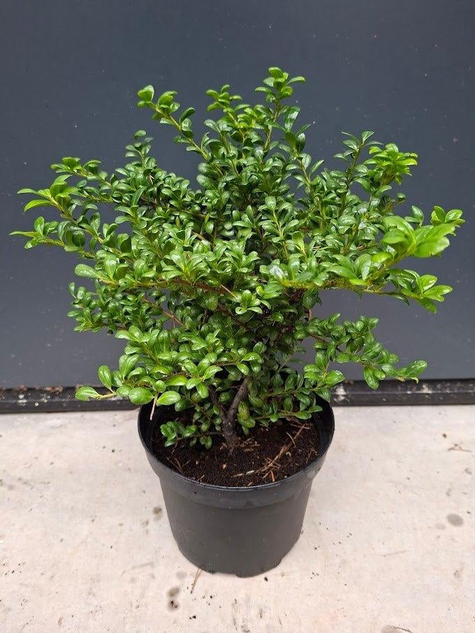 Ilex crenata ‘Convexa’ (Japanse hulst), Ophalen, Lente, Overige soorten, Halfschaduw