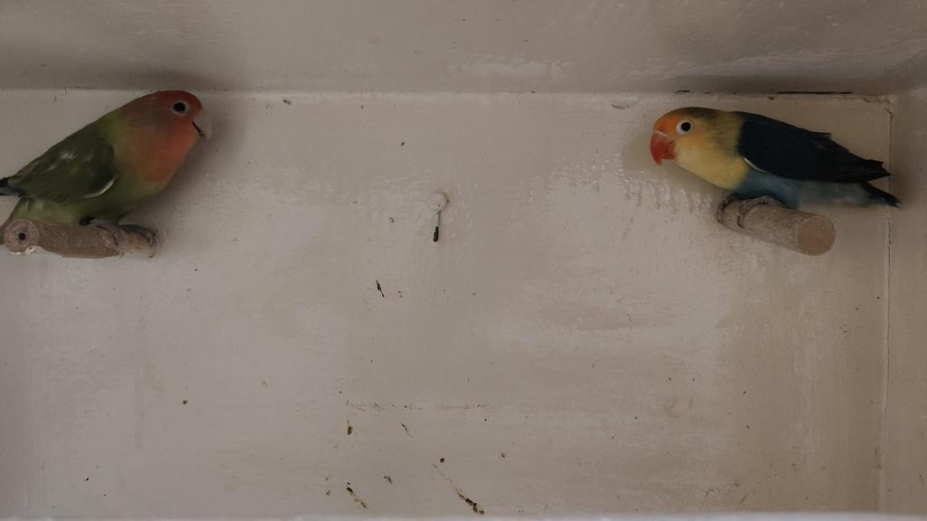 koppel Agapornis , vogels, Meerdere dieren, Geringd