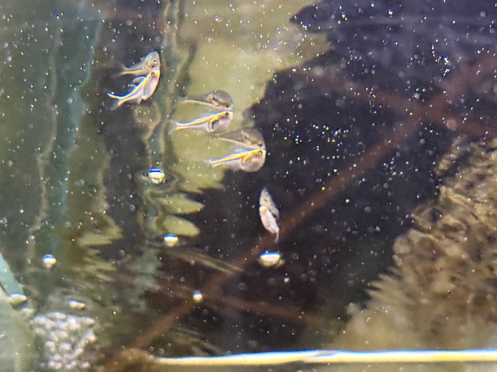 Carnegiella Myersi - Dwergbijlzalm, Vis, Zoetwatervis