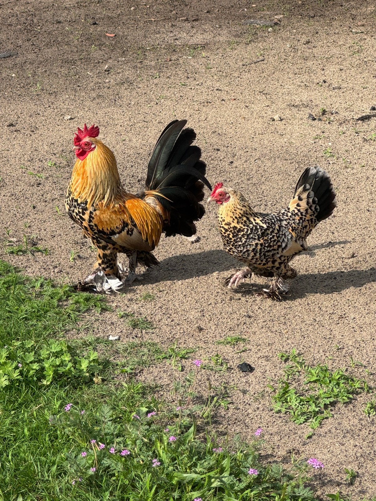 Nederlandse Sabelpootkrielen te koop, Dieren en Toebehoren, Meerdere dieren, Kip
