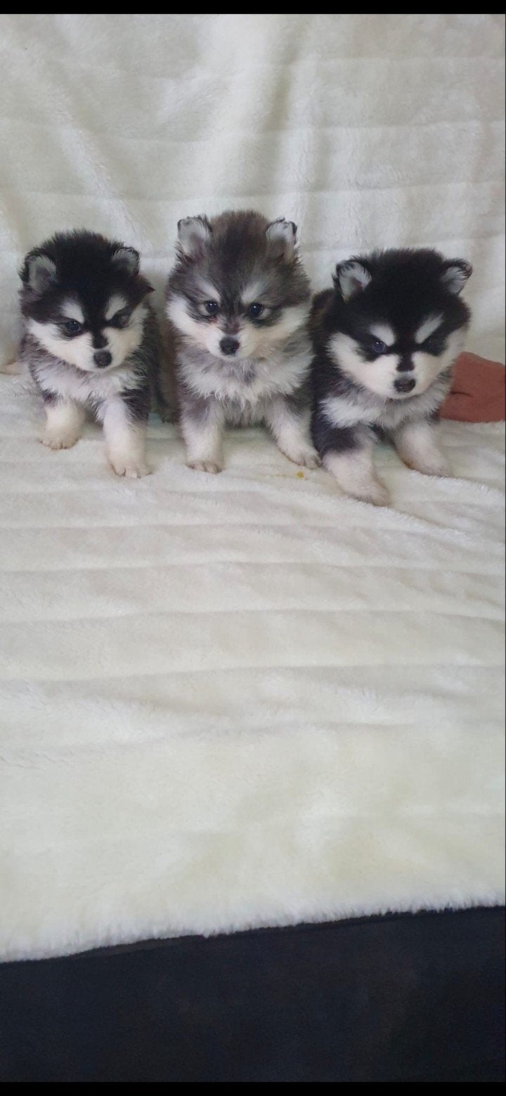 pomsky pups kleinblijvend, CDV (hondenziekte), 8 tot 15 weken, Poolhond, Meerdere